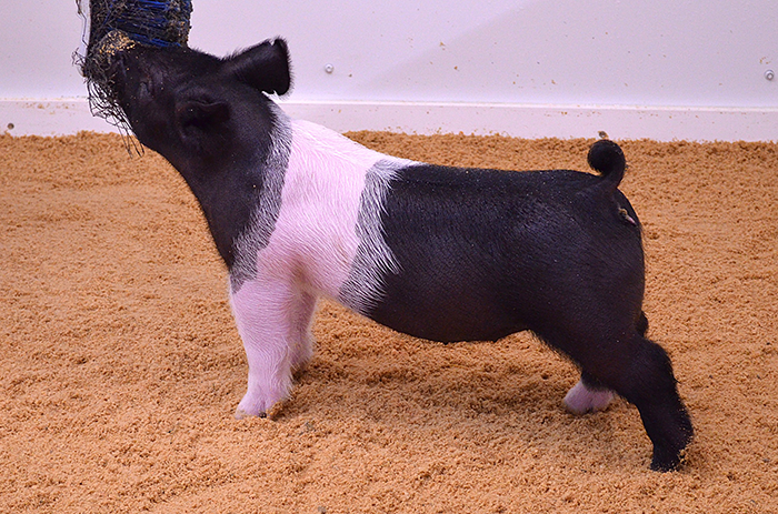 Grand Overall Gilt & Champ Dark Honor the Tradition Jackpot, IA Grand Overall & Champ Dark Shelby County Jackpot, IA