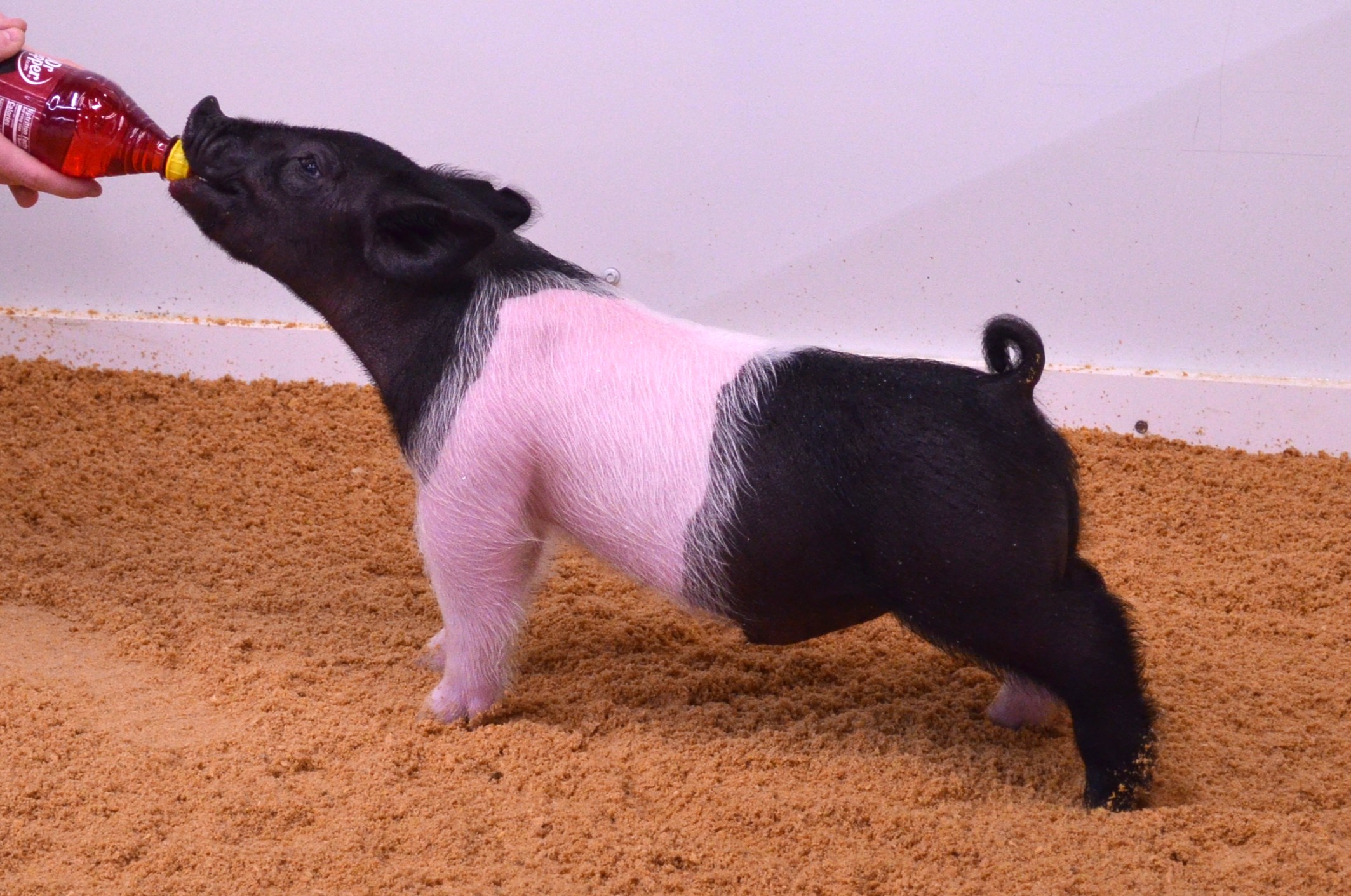 Grand Overall Gilt & Champ Dark Honor the Tradition Jackpot, IA Grand Overall & Champ Dark Shelby County Jackpot, IA